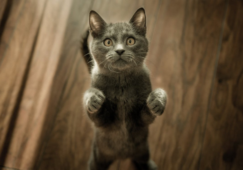 Takajaloilla seisova anovasti katsova kissa